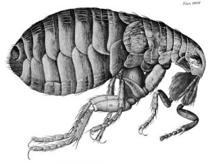 Ilustración de una pulga en la obra “Micrographia” de Robert Hook