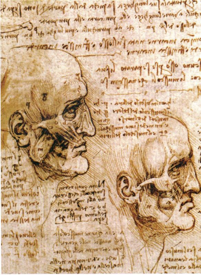 Imagen 7: Leonardo da Vinci, Estudios anatómicos de la cabeza y el hombro, ~ 1509, Royal Library, Castillo de Windsor